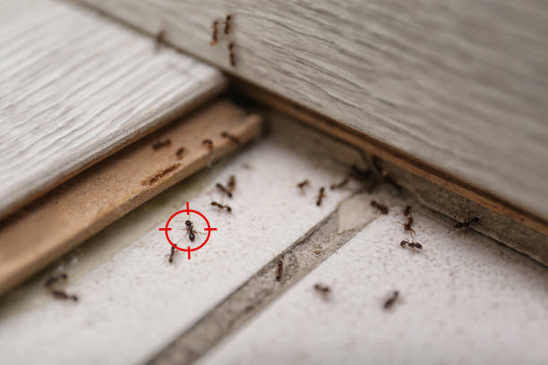 Best Commercial Pest Control Services  in Brent, FL