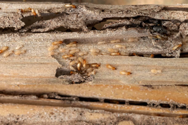 Best Affordable Pest Control Services  in Brent, FL